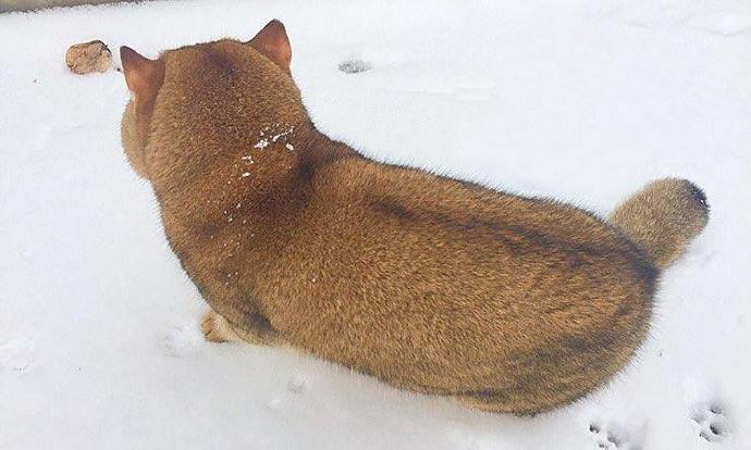 雪地里发现一只柴犬，结果转身的一瞬间笑死了.... ​​​​