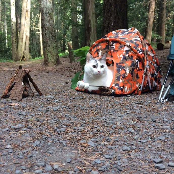 铲屎官带着猫咪去露营了。。。 ​​​​