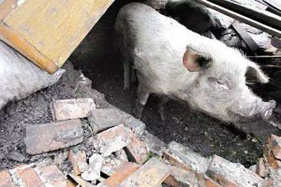 汶川地震中的那只「猪坚强」后来怎么样了？