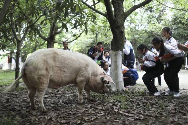 汶川地震中的那只「猪坚强」后来怎么样了？