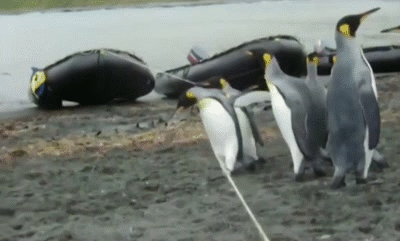 企鹅群遇到一根挡路的绳子…配文满分...