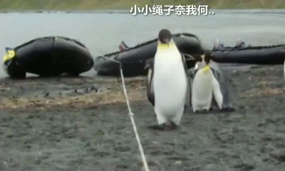 企鹅群遇到一根挡路的绳子…配文满分...