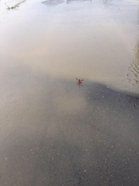 台风席卷岛国，洪水后，一只幸存后骄傲的小龙虾：还有谁？我就问你们，还有谁？