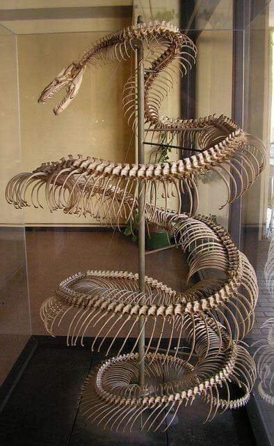 保存完好的蟒蛇骨架。 ​​​​