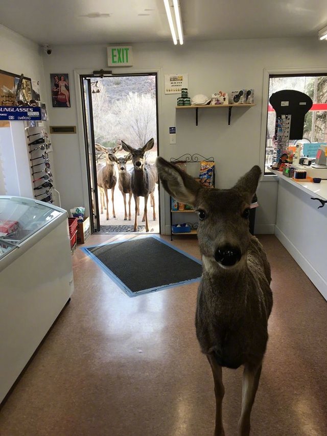 一只野生小鹿闯进了一家商店，被店主赶出去后又带了一帮兄弟强势回归。