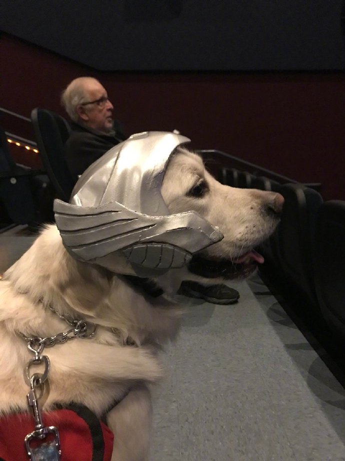 国外一网友去看《复仇者联盟3》，发现一只服务犬被打扮成雷神陪主人一起看电影