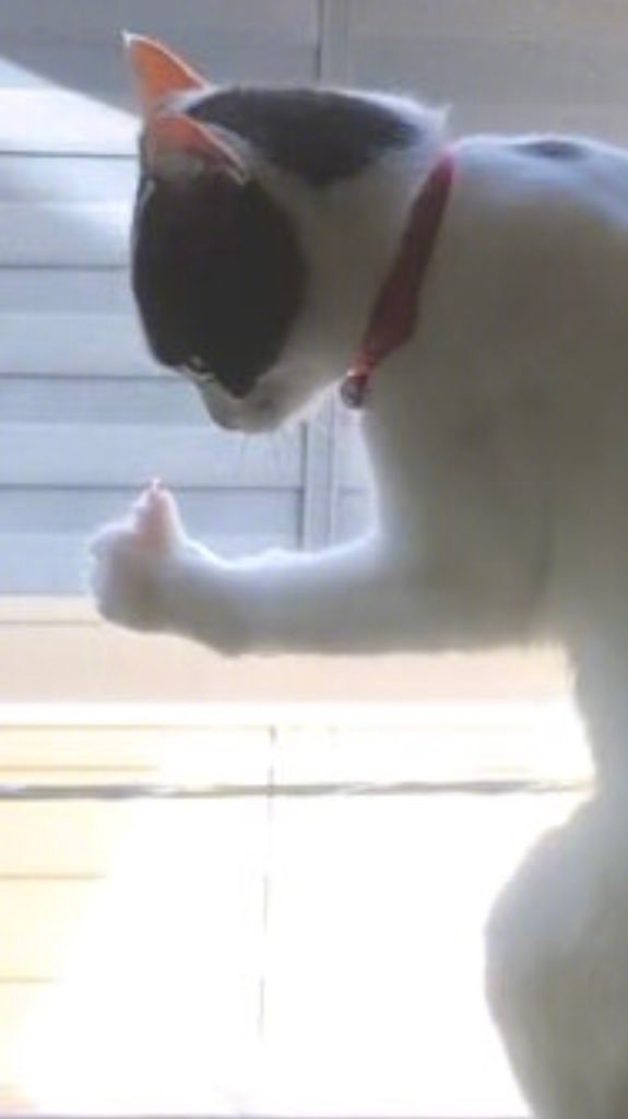 无意中发现窗边的自家猫，站着，展示着肱二头肌，竖着大拇指