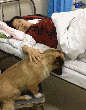 狗狗混进病房，看望生病的奶奶