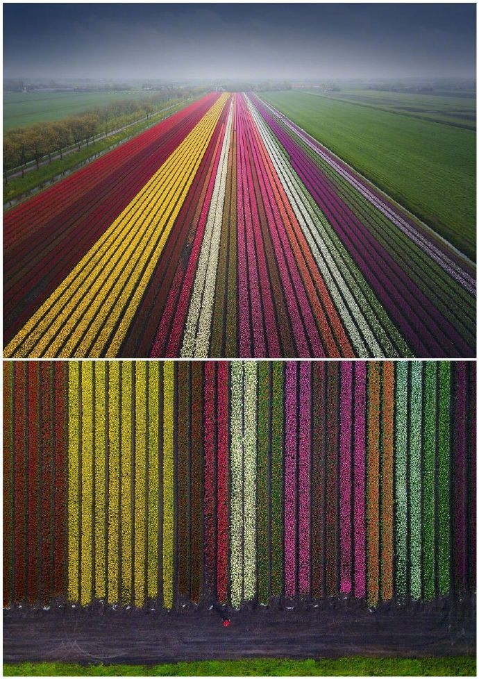 荷兰郁金香开放时节的风景，色彩交织如梦似幻