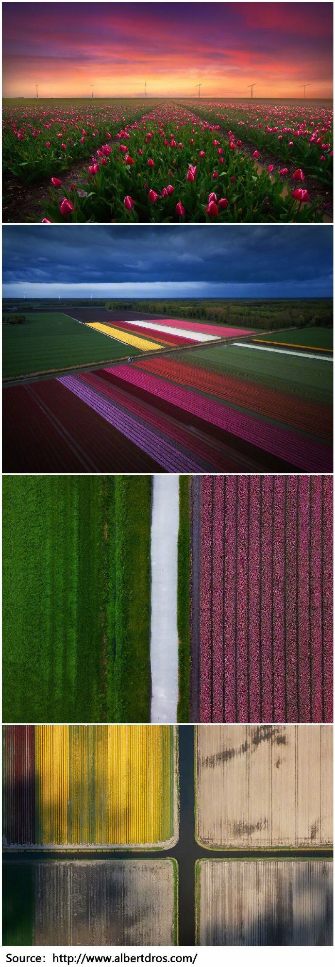 荷兰郁金香开放时节的风景，色彩交织如梦似幻