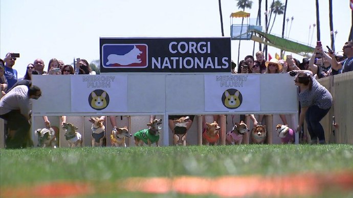 第一届全美柯基赛跑大赛SoCal Corgi，在加州圆满落幕啦