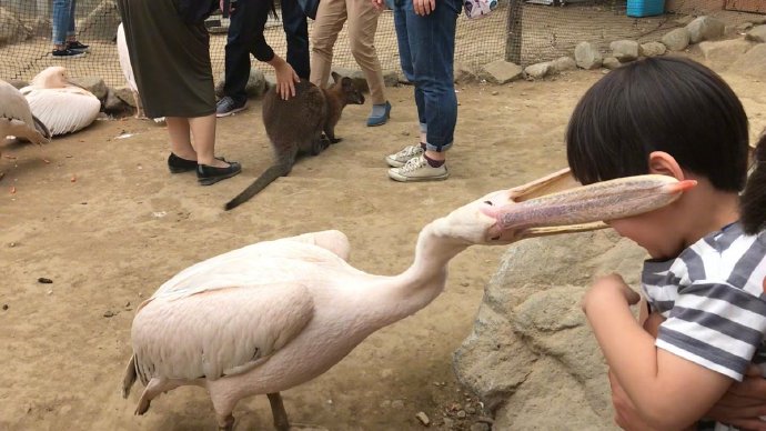 鹈鹕这种生物真是6得一逼啊