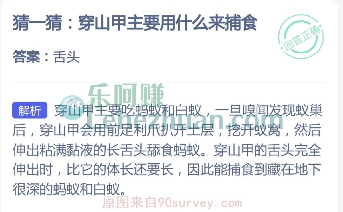 穿山甲主要舌头来捕食