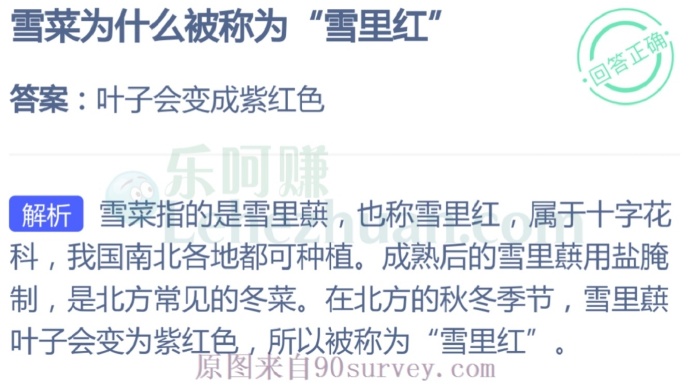 雪菜叶子会变成紫红色