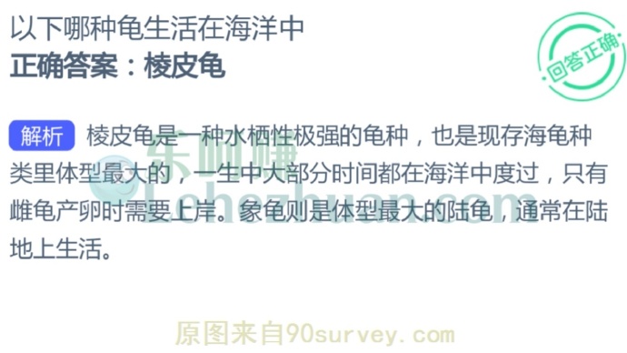 棱皮龟生活在海洋中