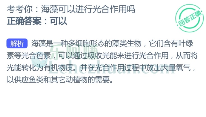 海藻可以进行光合作用