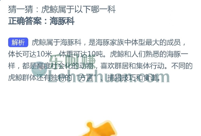 虎鲸属于哪一科?