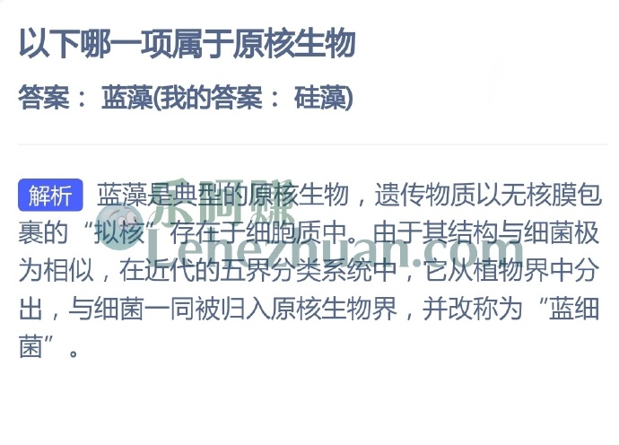 以下哪一项属于原核生物？