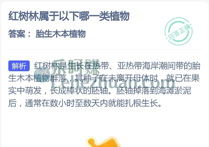 红树林属于哪一类植物？