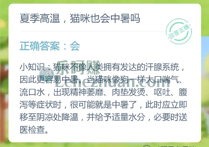 夏季高温，猫咪也会中暑吗？
