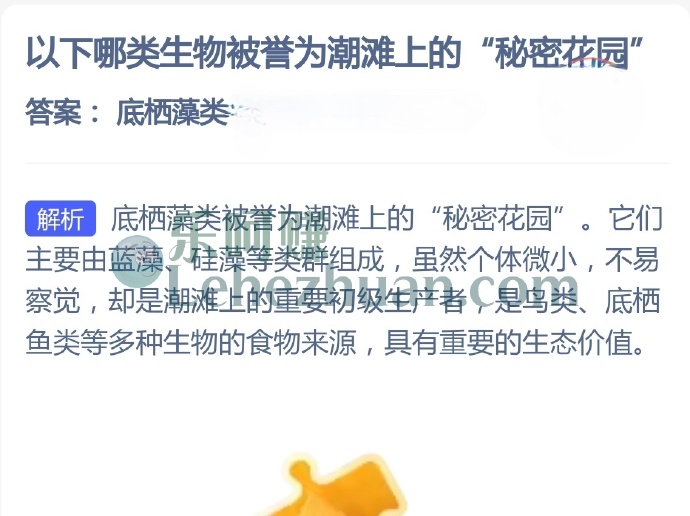 哪类生物被誉为潮滩上的秘密花园？