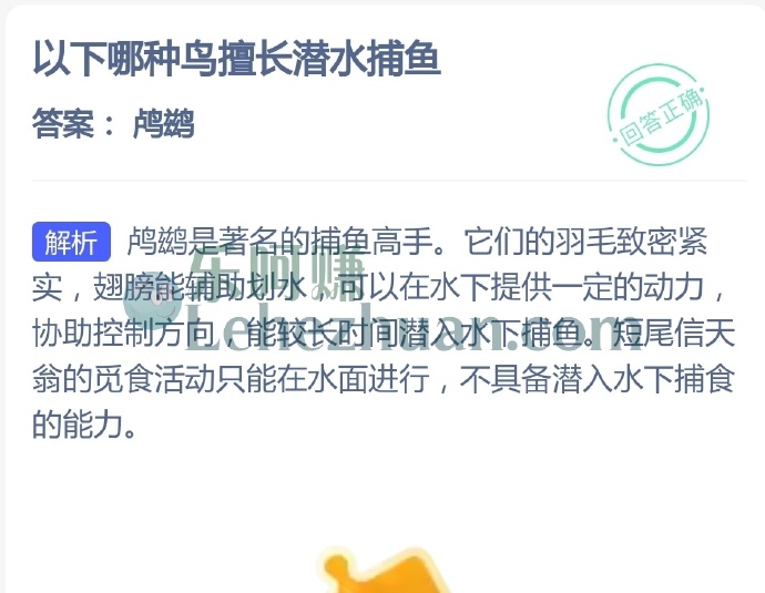 以下哪种鸟擅长潜水捕鱼?
