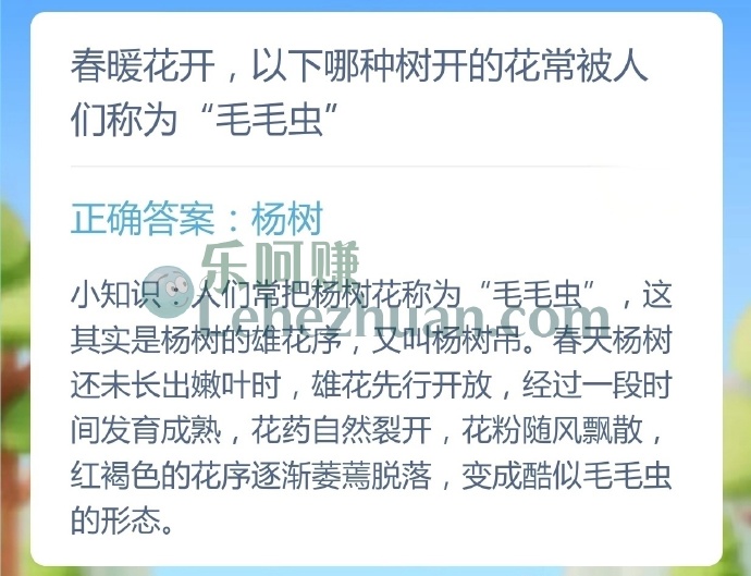 春暖花开,哪种树开的花常被人称为毛毛虫?