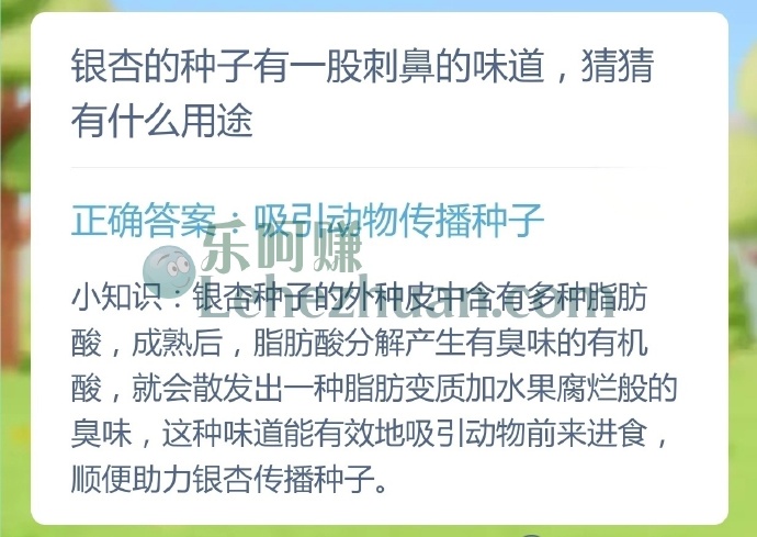 银杏的种子有一股刺鼻的味道,猜猜有什么用途?