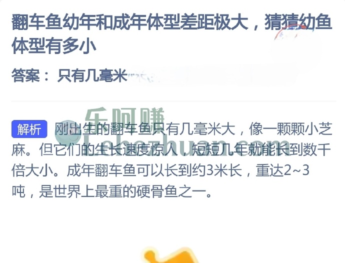 翻车鱼幼年和成年体型差距极大,猜猜幼鱼体型有多小?