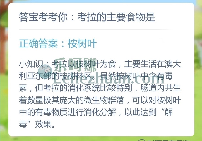 考拉的主要食物是？