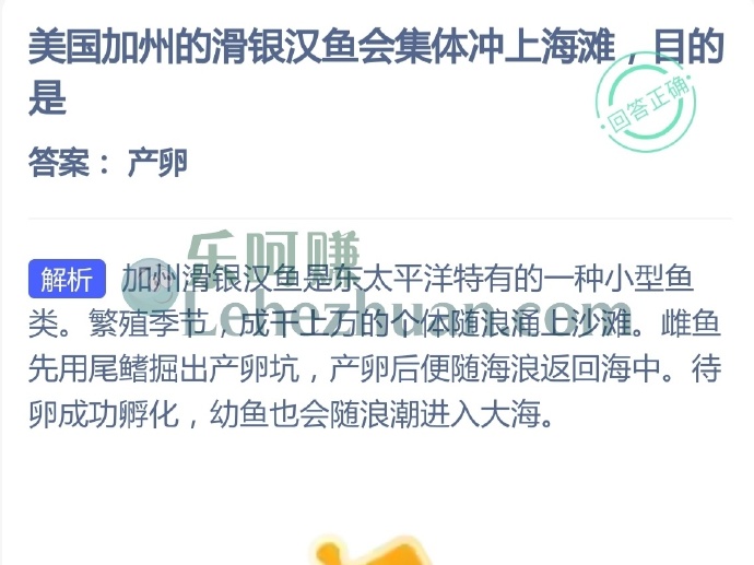 美国加州的滑银汉鱼会集体冲上海滩，目的是？