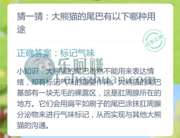 大熊猫的尾巴有哪种用途?
