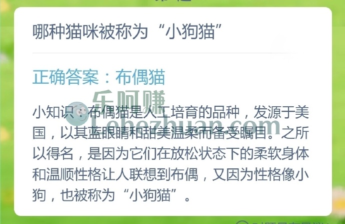 哪种猫咪被称为小狗猫?