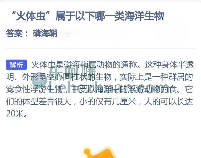 火体虫属于以下哪一类海洋生物?