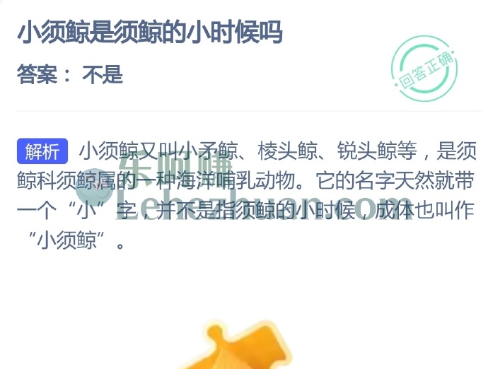 小须鲸是须鲸的小时候吗?
