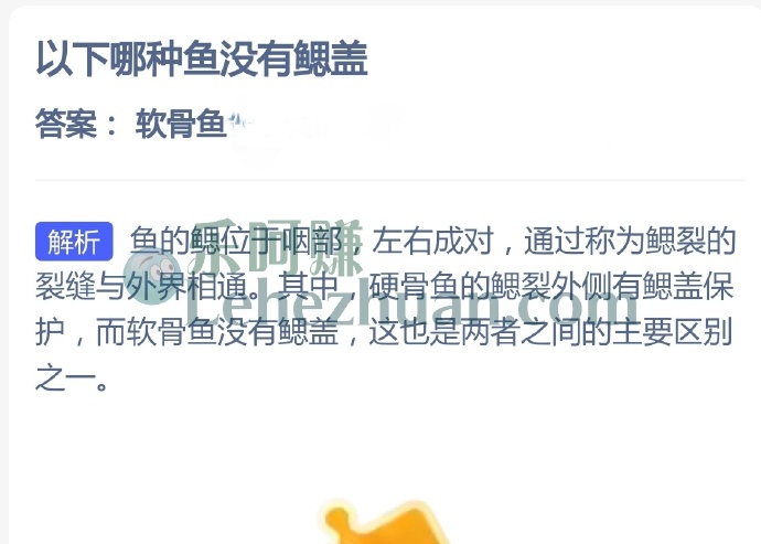 哪种鱼没有鳃盖?