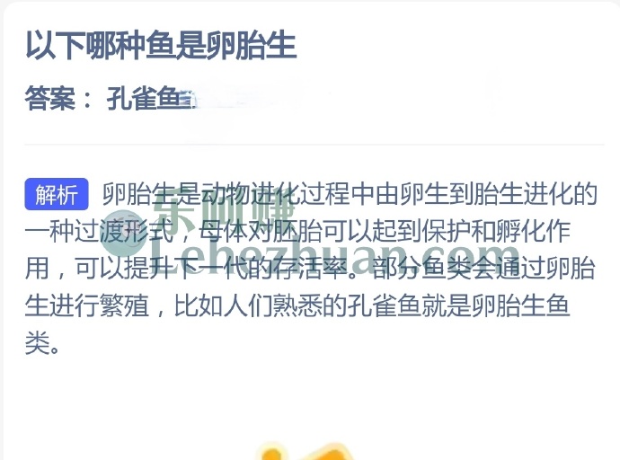 以下哪种鱼是卵胎生？