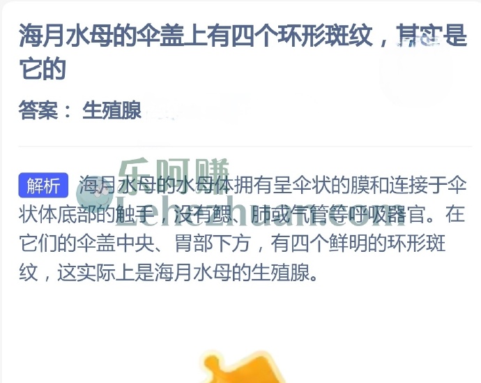 海月水母的伞盖上有四个环形斑纹,其实是它的?
