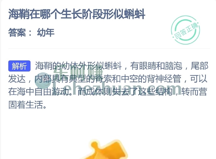 海鞘在哪个生长阶段形似蝌蚪?