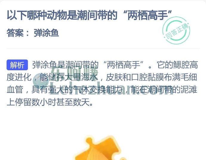 以下哪种动物是潮间带的两栖高手?