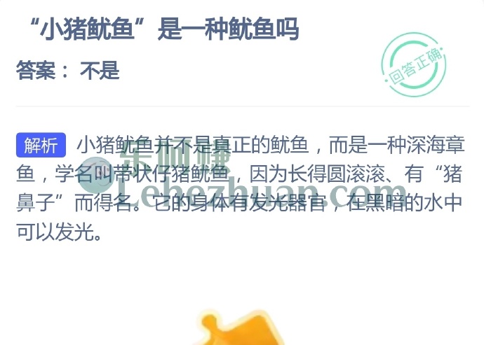 小猪鱿鱼是一种鱿鱼吗？