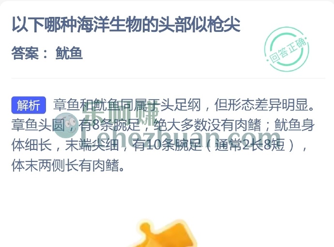 哪种海洋生物的头部似枪尖?