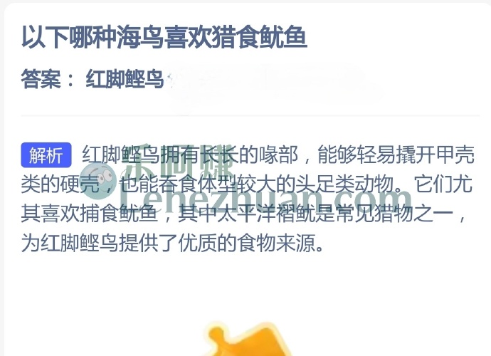 哪种海鸟喜欢猎食鱿鱼?