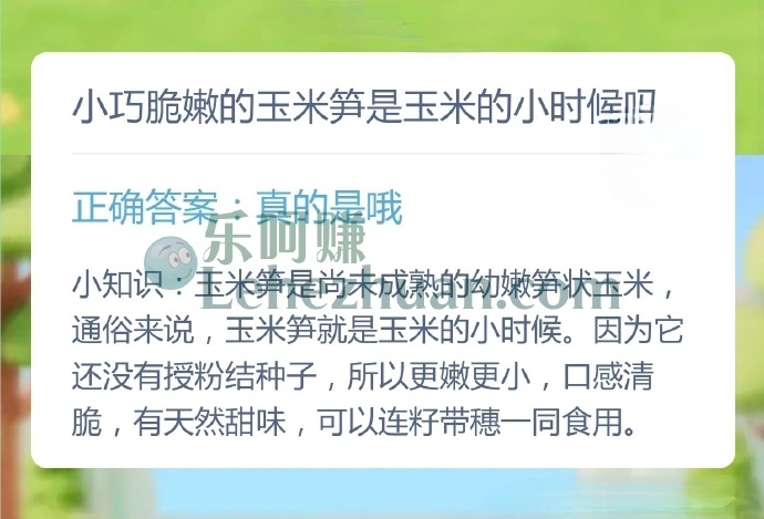 小巧脆嫩的玉米笋是玉米的小时候吗？